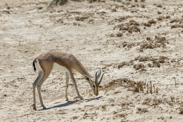 Dorcas gazelle (Gazella dorcas) inhabits desert areas of Africa and Middle East