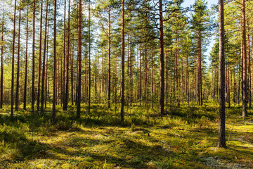 sunny pine forest