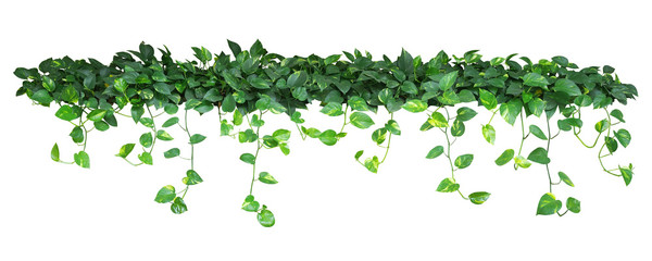 Heart shaped green yellow leaves of devil's ivy or golden pothos plant bush with hanging branches isolated on white background, clipping path included.