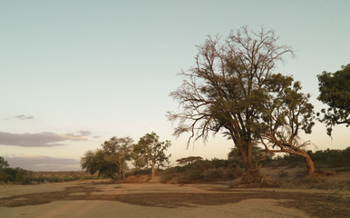 Naklejka na ściany i meble Dry river bed in Kenya, Africa
