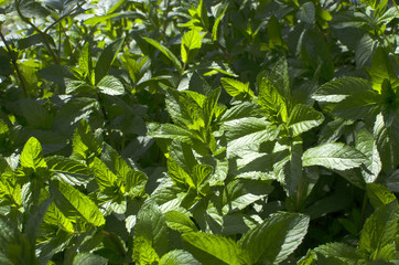 Mint in the garden in daylight