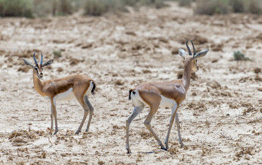 Dorcas gazelle (Gazella dorcas) inhabits desert areas of Africa and Middle East