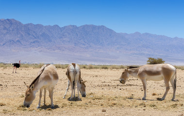 Onager inhabits nature reserve parks in the Middle East