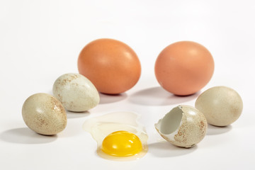 Yolk and egg white of a raw partridge egg surrounded by other partridge and chicken eggs with different sizes and colors