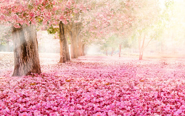 Falling petal over the romantic tunnel of pink flower trees / Romantic Blossom tree over nature...