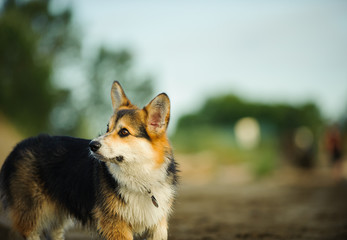 Welsh Pembroke Corgi dog
