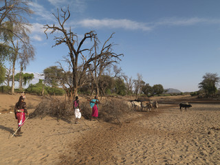 Samburu tribe tending their cattle in Kenya, Africa