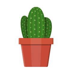 Cactus plant in flower pot. Decoration home plant.