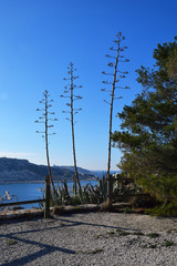Obraz premium agave flower on du frioul island