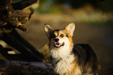 Welsh Pembroke Corgi dog