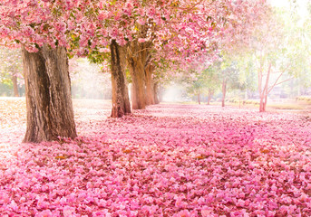 Falling petal over the romantic tunnel of pink flower trees / Romantic Blossom tree over nature background in Spring season / flowers Background - obrazy, fototapety, plakaty