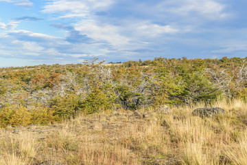 Forest Landscape Scene, Patagonia Argentina