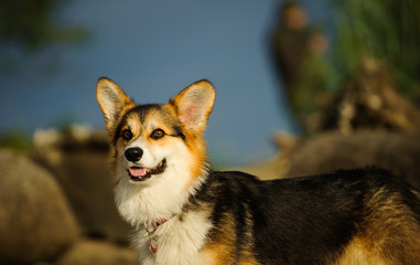 Welsh Pembroke Corgi dog