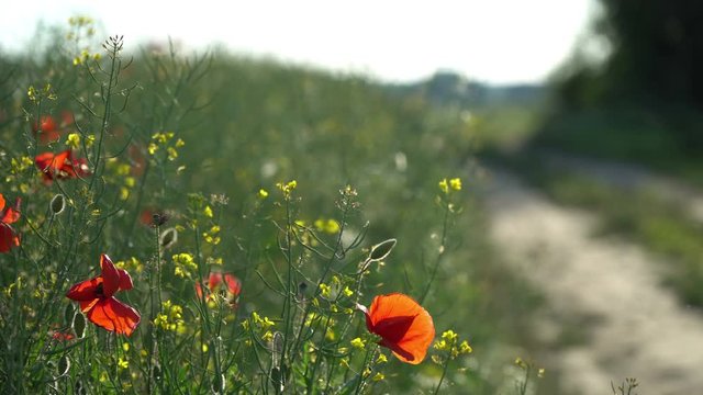 Countryside dirt road through a poppy flower and yellow canola field