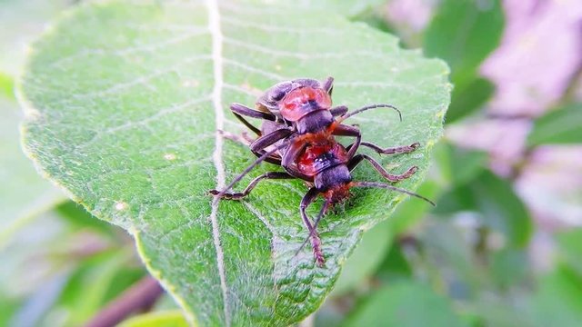 Gemeiner Weichk&auml;fer, Cantharis fusca, Fortpflanzung