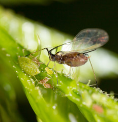 A small aphid on a green plant