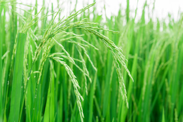 
Close up green rice field.
