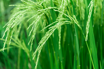 Fototapeta na wymiar Close up green rice field. 