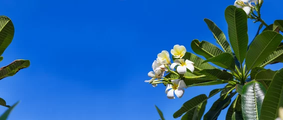 Tuinposter Frangipani Bloesem frangipani plumeria lilawadee bloem boom