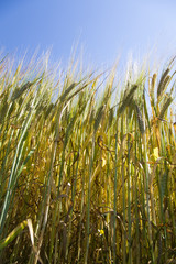summer wheat field 