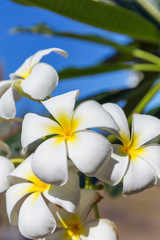 Blossom frangipani plumeria lilawadee flower tree