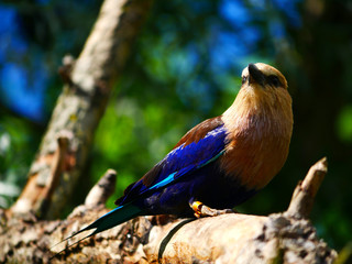 Rollier à ventre bleu
