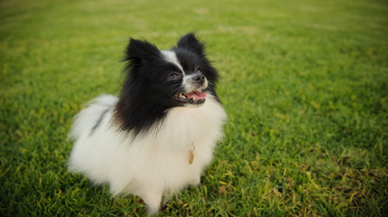 Pomeranian dog sitting on green grass lawn
