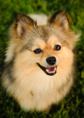 Pomeranian dog sitting on grass looking up at camera