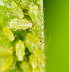 A small aphid on a green plant