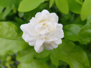 Obraz na płótnie Canvas Jasminum sambac jasmine