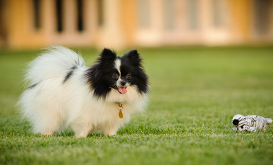 Pomeranian dog standing on grass lawn