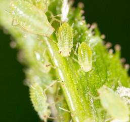 A small aphid on a green plant