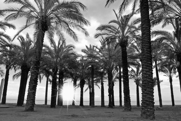 Sol entre las palmeras, playa de Torremolinos, Málaga
