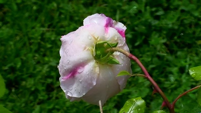 Eine nasse hellrosa Rose bewegt sich im Wind (Kamerazoomfahrt)