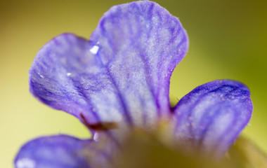 Beautiful blue flower on nature in spring
