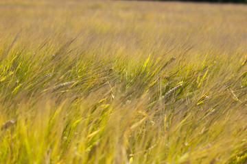 summer wheat field 