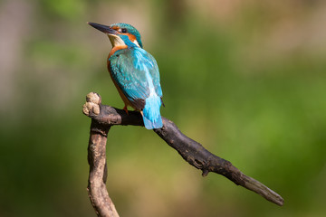 Eisvogel