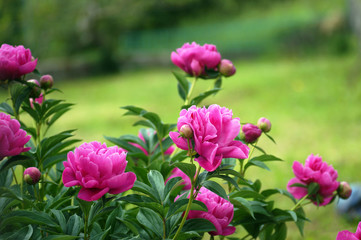  Summer garden close-up: a bush of pink peonies. Growing popular flowering plants: bright pink...