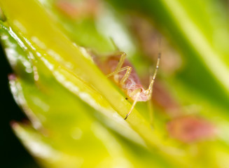 A small aphid on a green plant