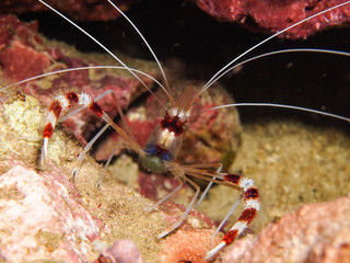 Stenopus hispidus, Boxer Shrimp