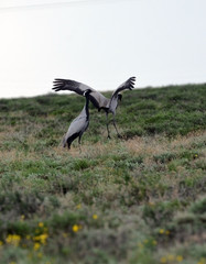Obraz na płótnie Canvas Gray crane.West Bank of Lake Balkhash.Kazakhstan 