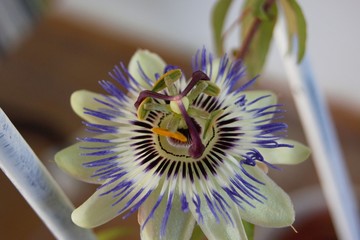 Passiflora caerulea in flower. Also called blue passionflower, bluecrown passionflower or common...