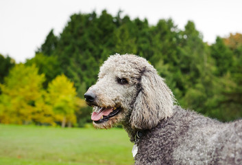 Portrait of Grey Poodle