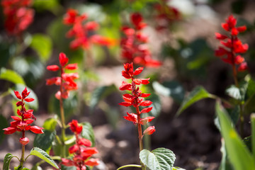 Little red flowers on the ground in nature