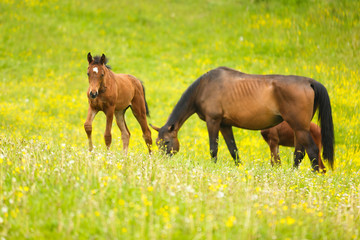 Fototapeta na wymiar Cute horses on the meadow