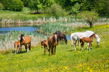 Naklejka na ściany i meble Cute horses on the meadow