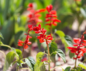 Little red flowers on the ground in nature