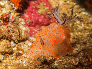 Halgerda batangas Nudibranch, Sea Slug