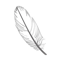Hand drawn smoth, black and white tropical, exotic bird feather, sketch style vector illustration on white background. Realistic hand drawing of parrot, bird feather