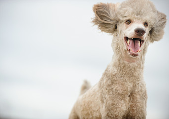 Standard Poodle dog running at camera with big smile